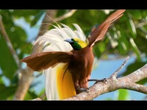 Most Expensive Birds
