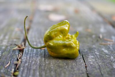 Hottest Peppers