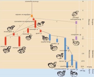 Evolution of Life on Earth