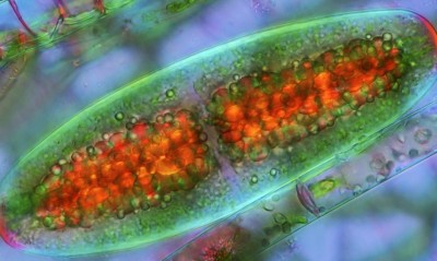 Evolution of Life on Earth