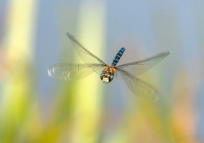 Evolution of Life on Earth