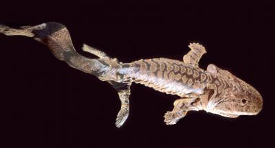 Evolution of Life on Earth