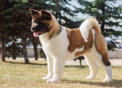 Most Expensive Dog Breeds