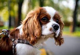 Most Expensive Dog Breeds