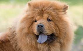 Most Expensive Dog Breeds