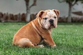 Most Expensive Dog Breeds