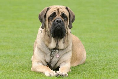 Most Expensive Dog Breeds