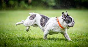 Most Expensive Dog Breeds