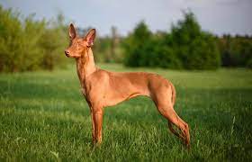 Most Expensive Dog Breeds