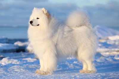 Most Expensive Dog Breeds