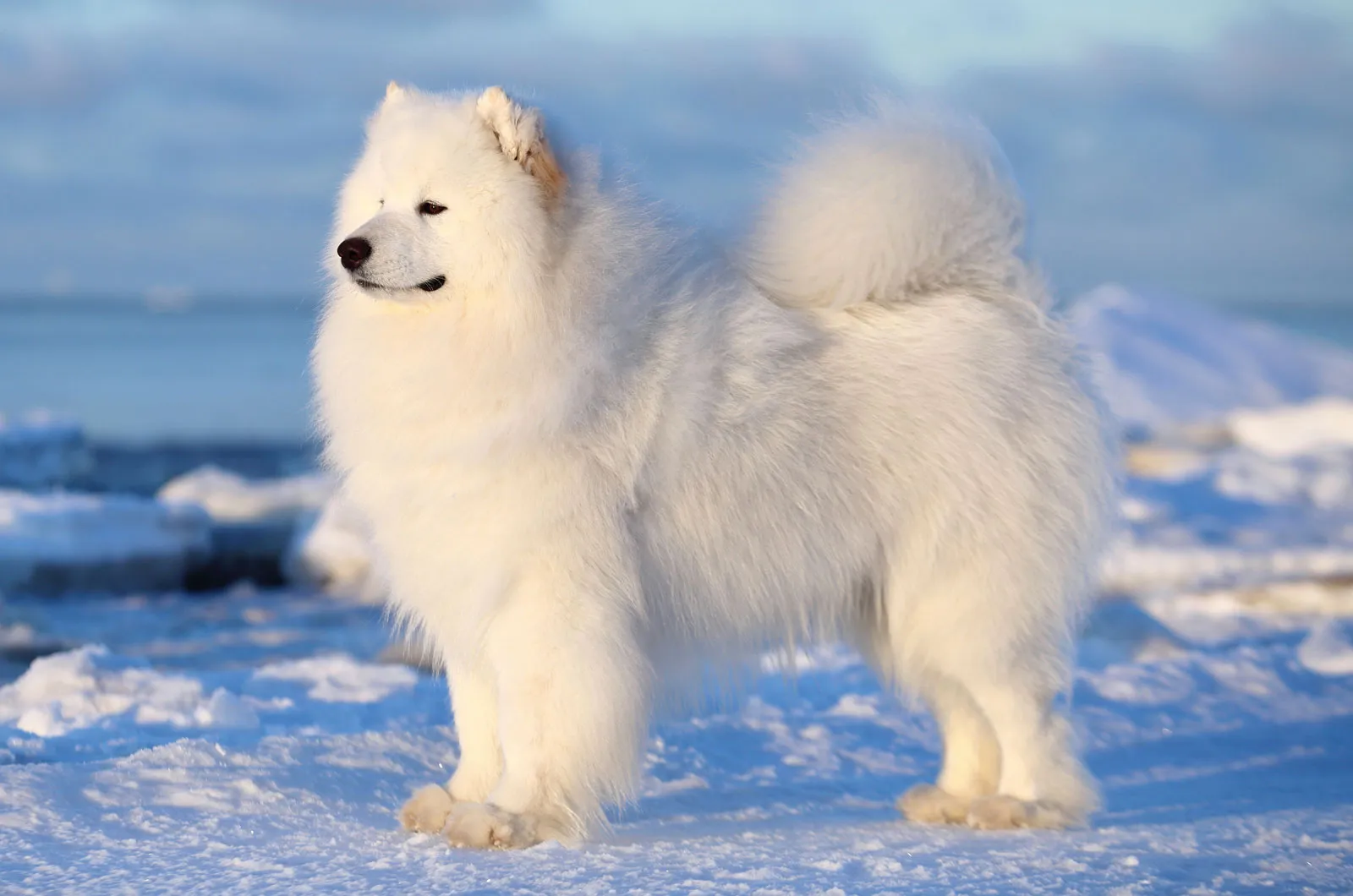 Top 10 Most Expensive Dog Breeds in the world
