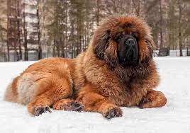 Most Expensive Dog Breeds