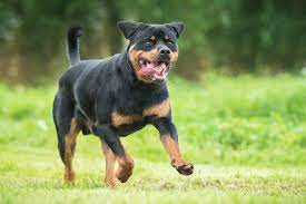 Most Expensive Dog Breeds