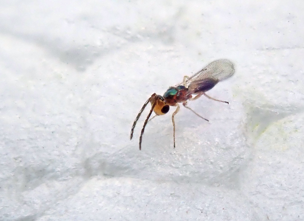 10 Smallest Animals in the world