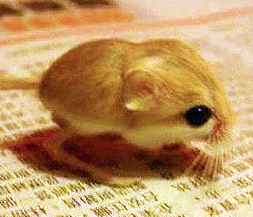 10 Smallest Animals in the world